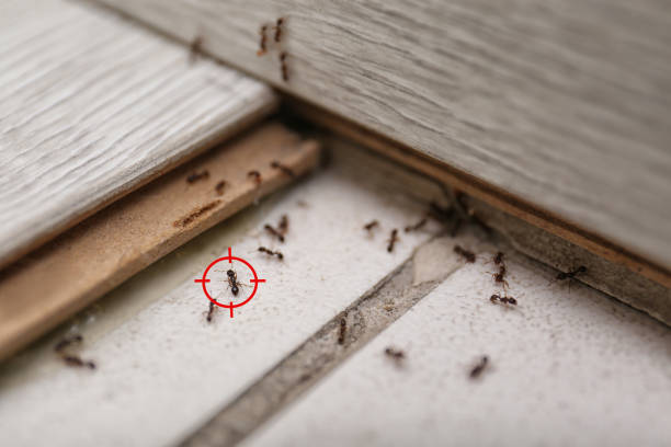 Best Flea Control Services  in Forest Park, IL