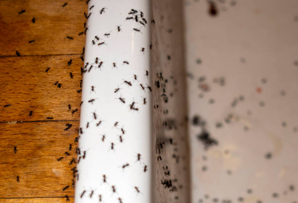 Trusted Forest Park, IL Pest Control Experts