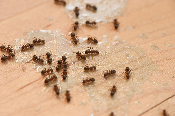 Best Residential Pest Control  in Forest Park, IL