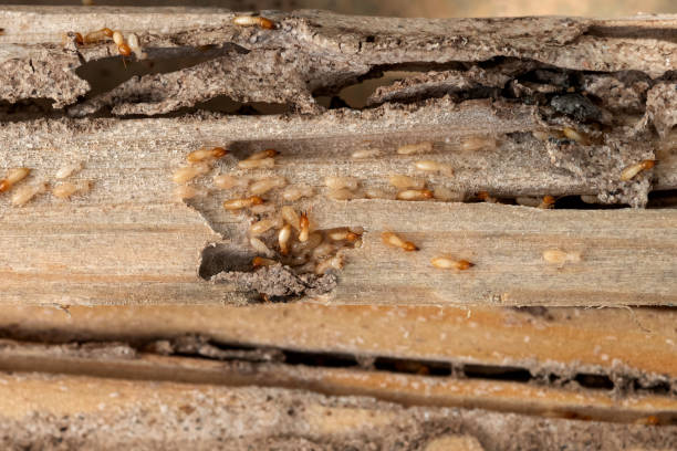 Pest Control for Restaurants in Forest Park, IL