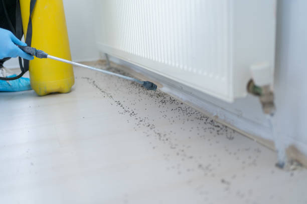 Best Emergency Pest Control  in Forest Park, IL